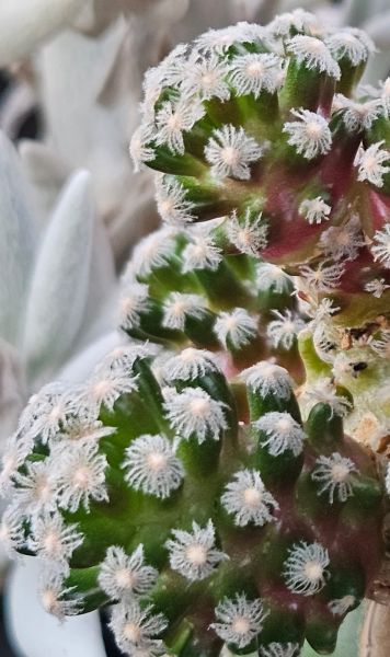 Mammillaria theresae minima GCG12504